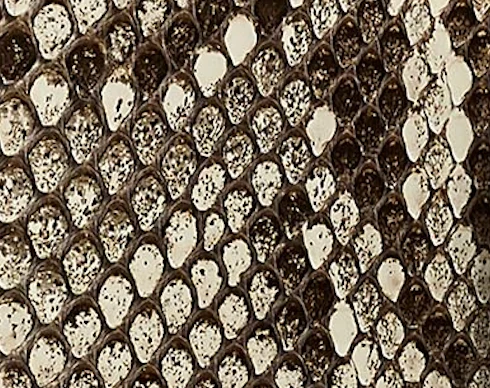 Blake Clutch in Natural Python - Image 7