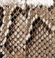 Blake Crossbody Bag in Natural Python - Image 5